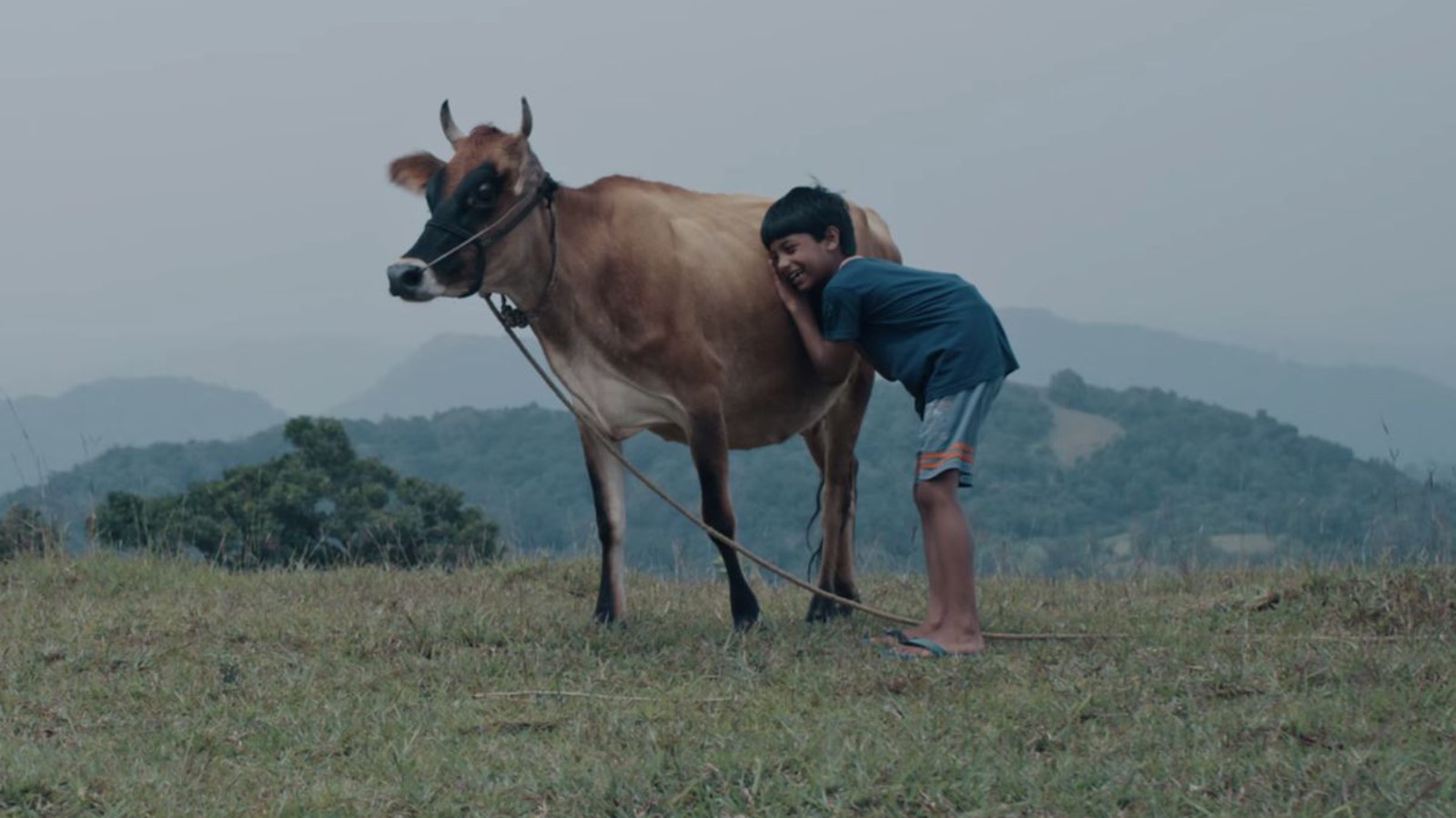 Valavaara OTT release date: When and where to watch drama about a young boy and his missing cow